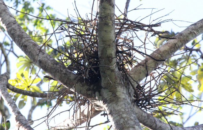 Fig. 2 Nido de Bare-throated Tiger-heron (Garza Tigre Cuellinuda, Martín Peña o Garzón) <i>Tigrisoma mexicanum</i> Ardeidae; 07 de marzo 2022 Estación Biológica Los Almendros, Sector El Hacha ACG. Foto. Roster Moraga