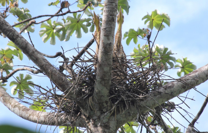 Fig. 3 Pichones Bare-throated Tiger-heron (Garza Tigre Cuellinuda, Martín Peña o Garzón) <i>Tigrisoma mexicanum</i> Ardeidae; 03 de mayo 2022 Estación Biológica Los Almendros, Sector El Hacha ACG. Foto. Roster Moraga