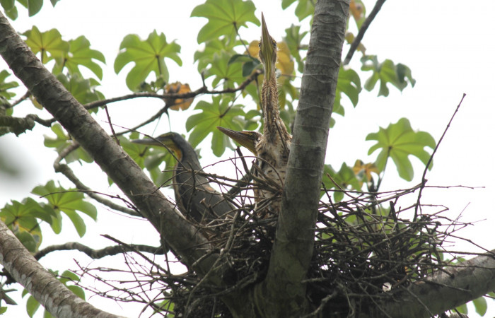 Fig. 4 Adulto y sus dos pichones Bare-throated Tiger-heron (Garza Tigre Cuellinuda, Martín Peña o Garzón) <i>Tigrisoma mexicanum</i> Ardeidae; 05 de mayo 2022 Estación Biológica Los Almendros, Sector El Hacha ACG. Foto. Roster Moraga
