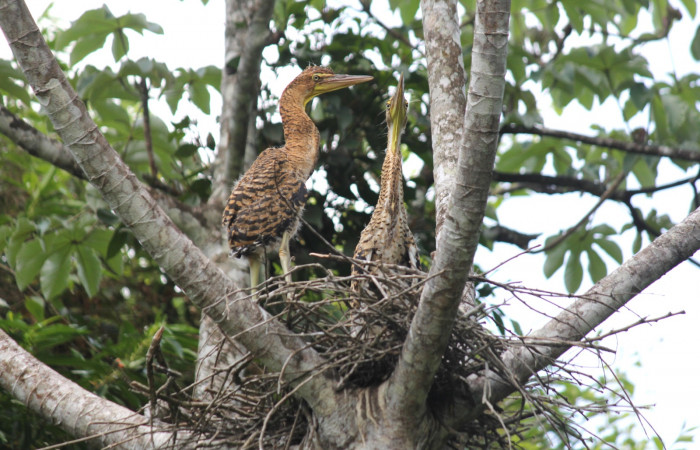 Fig. 5 Juveniles Bare-throated Tiger-heron (Garza Tigre Cuellinuda, Martín Peña o Garzón) <i>Tigrisoma mexicanum</i> Ardeidae; 10 de mayo 2022 Estación Biológica Los Almendros, Sector El Hacha ACG. Foto. Roster Moraga