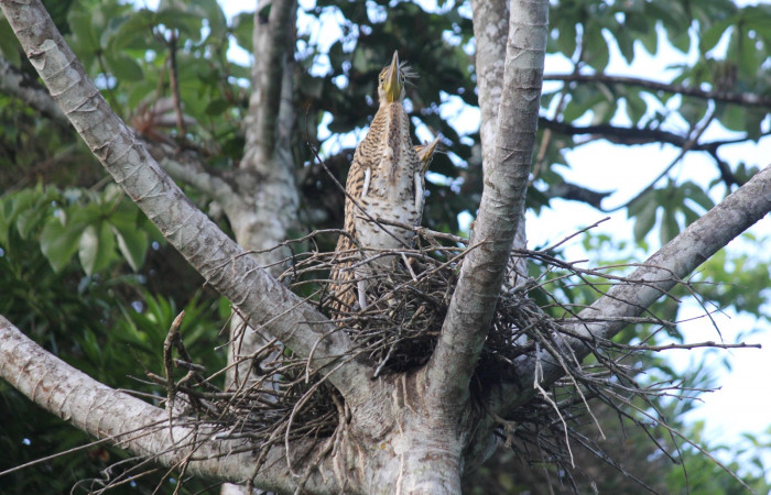 Fig. 6 Jóvenes Bare-throated Tiger-heron (Garza Tigre Cuellinuda, Martín Peña o Garzón) <i>Tigrisoma mexicanum</i> Ardeidae; 14 de mayo 2022 Estación Biológica Los Almendros, Sector El Hacha ACG. Foto. Roster Moraga