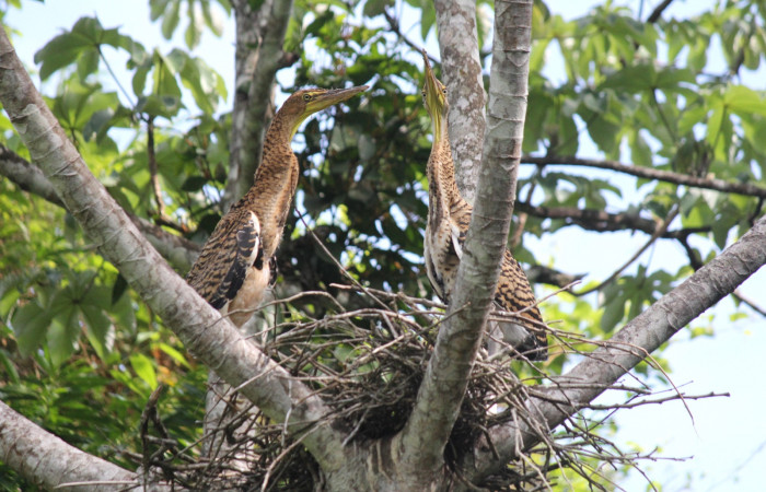 Fig. 7 Jóvenes Bare-throated Tiger-heron (Garza Tigre Cuellinuda, Martín Peña o Garzón) <i>Tigrisoma mexicanum</i> Ardeidae; 16 de mayo 2022 Estación Biológica Los Almendros, Sector El Hacha ACG. Foto. Roster Moraga