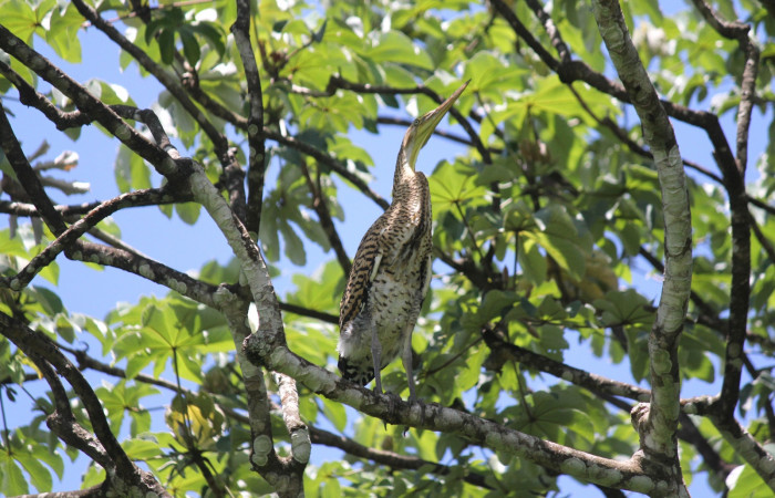 Fig. 8 Juvenil Bare-throated Tiger-heron (Garza Tigre Cuellinuda, Martín Peña o Garzón) <i>Tigrisoma mexicanum</i> Ardeidae; 25 de mayo 2022 Estación Biológica Los Almendros, Sector El Hacha ACG. Foto. Roster Moraga