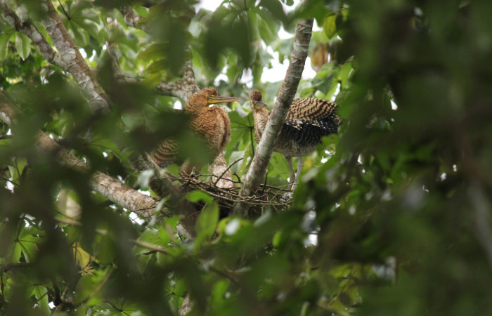 Fig. 9 Juveniles Bare-throated Tiger-heron (Garza Tigre Cuellinuda, Martín Peña o Garzón) <i>Tigrisoma mexicanum</i> Ardeidae; 21 de junio 2022 Estación Biológica Los Almendros, Sector El Hacha ACG. Foto. Roster Moraga