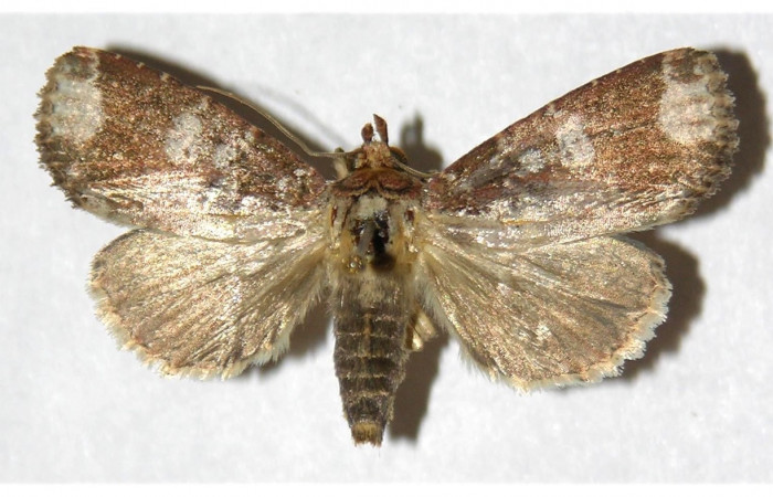 Fig. 16.Hembra de <i>Condica imitada</i>  (Noctuidae), coloración apta debido a hábitos nocturnos. Voucher: 01-SRNP-4746-DHJ319994