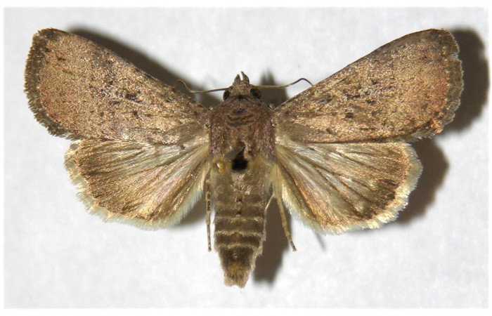 Figura 26.  Adulto de <i>Condica</i> sutorDHJ01, vista dorsal. Voucher. (02-SRNP-5294-DHJ320032.