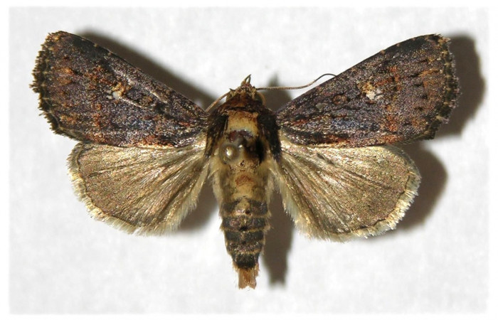 Fig. 24. Adulto de <i>Condica funerea</i>  (Noctuidae), alas anteriores y posteriores más oscuros muy similares a <i>Condica</i> vacillansDHJ02  .Voucher: 05-SRNP-32952-DHJ320920