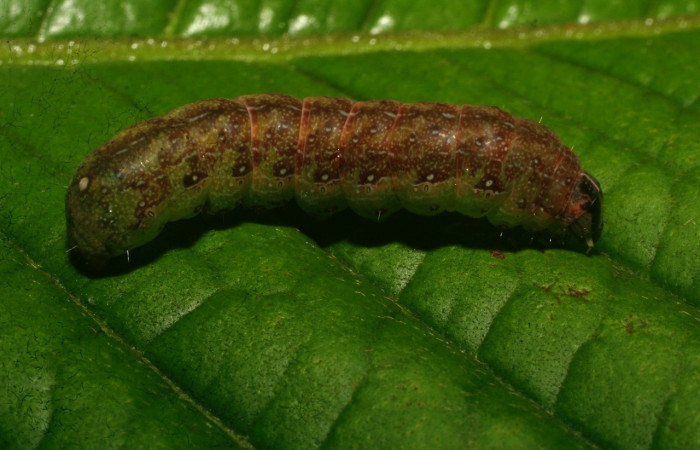 Fig. 10. Larva de <i>Condica</i> sutorDHJ01(Noctuidae), alimentándose de <i>Elephantopus mollis</i>, de la familia (Asteraceae).Voucher: 09-SRNP-73403-DHJ465829