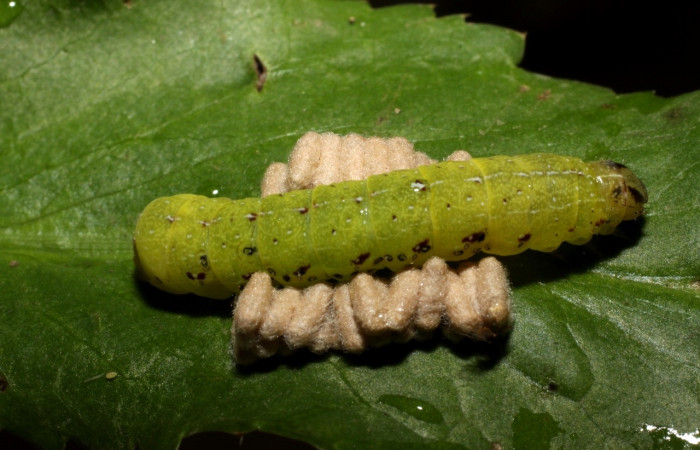 Fig. 14. Capullos de <i>Glyptapanteles ilarisaaksjarvi</i> (Braconidae), avispas parasitas de  larva de  <i>Condica</i> sutorDHJ02 (Noctuidae). Voucher: 10-SRNP-13639-DHJ479871.