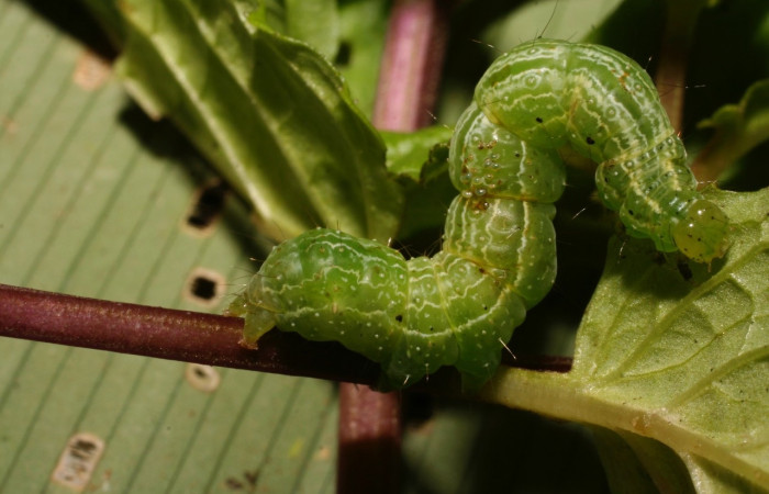 Figura 1. Larva <i>Condica</i> sutorDHJ01, Noctuidae, alimentándose de la familia (Lamiaceae),  <i>Menta citrata</i>. Voucher: 10-SRNP-35493-DHJ477418