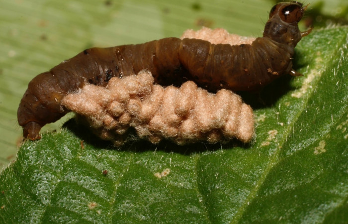 Fig. 15. Capullos de <i>Glyptapanteles ilarisaaksjarvi</i> (Braconidae), avispas parasitas de  larva de  <i>Condica</i> sutorDHJ01 (Noctuidae). Voucher: 10-SRNP-35504-DHJ477443