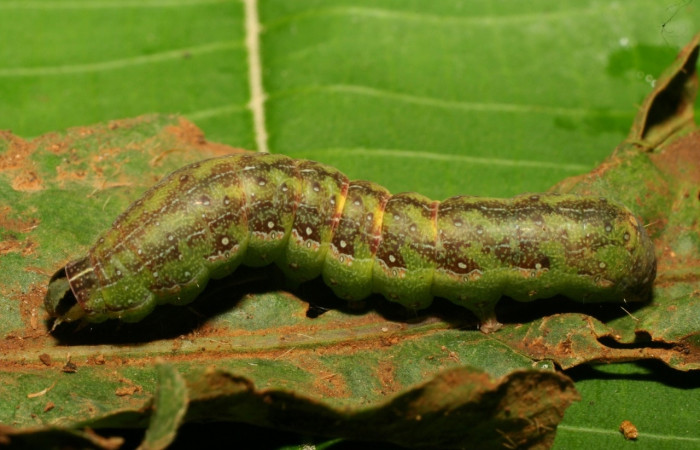 Figura 7. Larva <i>Condica</i> sutorDHJ02, Noctuidae, alimentándose de la familia(Asteraceae),  <i>Elephantopus mollis</i>. Voucher: 10-SRNP-71991-DHJ479371