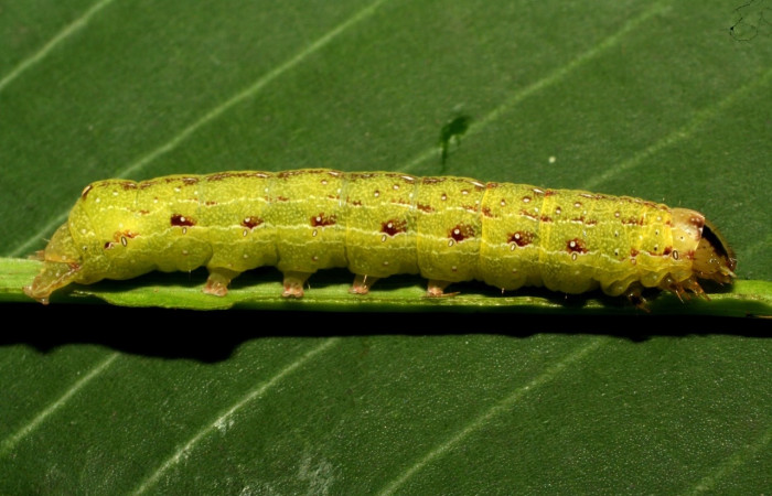 Figura 6. Larva <i>Condica</i> sutorDHJ02, Noctuidae, alimentándose de la familia (Apiaceae),  <i>Eryngium foetidum</i>. Voucher: 10-SRNP-72558-DHJ479571