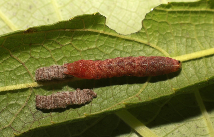 Fig. 13. Capullos de <i>Glyptapanteles donquickei</i> (Braconidae), avispas parasitas de  larva de  <i>Condica sutor</i> (Noctuidae). Voucher: 20-SRNP-81389-DHJ755693.