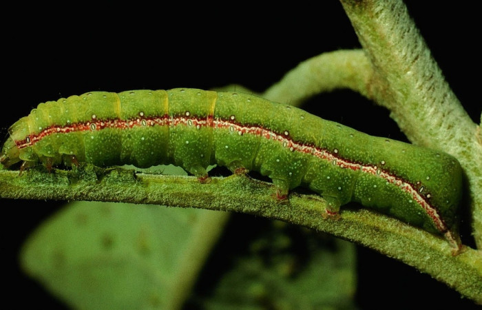 Fig. 21. Larva de  <i>Condica cupienta</i> (Noctuidae), alimentándose de <i>Pluchea carolinensis</i> de la familia (Asteraceae).Voucher: 93-SRNP-7208-DHJ26066.jpg