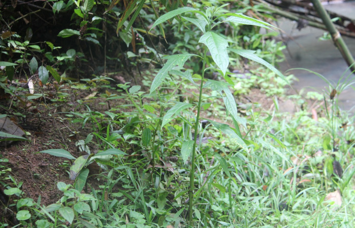 Fig.12 Planta hospedera de Condica sutor de la familia, (Noctuidae) <i>Neurolaena lobata</i>, de la familia (Asteraceae) Foto, Keiner Aragon Calero, 11/ 06/ 2022. 
