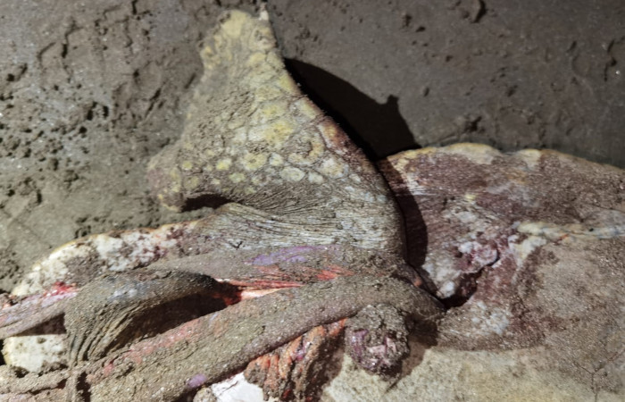 Playa El Jobo La Cruz Guanacaste 8 de noviembre 2022 Foto: Marco Bustos