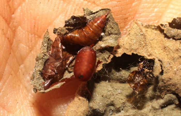 Figura 10. Puparios <i> Houghia aurifera</i> (Tachinidae),parásito en la larva <i>Iridopsis lurida</i>, en la planta <i>Diphysa americana</i> (Fabaceae). (10-SRNP-56604-DHJ800265.jpg).