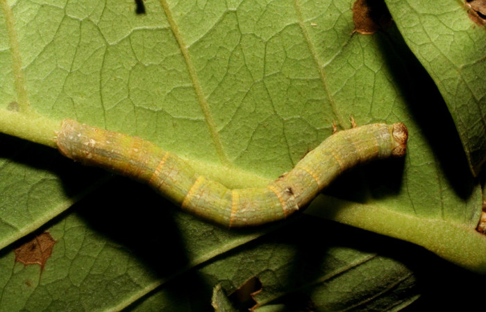 Figura 11. Dorsal entero <i>Iridopsis lurida</i>, (Geometridae), en la planta <i>Eugenia hiraeifolia</i> (Myrtaceae). Sector Mundo Nuevo, Sendero Mora, (elevación 480 metros). Colectada 10 agosto 2005. (05-SRNP-59276-DHJ408566.jpg).