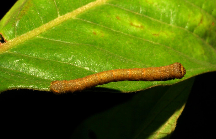 Figura 12. Dorsal entero <i>Iridopsis</i> herseDHJ06, (Geometridae), en la planta <i>Eugenia hiraeifolia</i> (Myrtaceae). Sector Rincon Rain Forest, Puente Río Negro, (elevación 340 metros). Colectada 25 noviembre 2007
