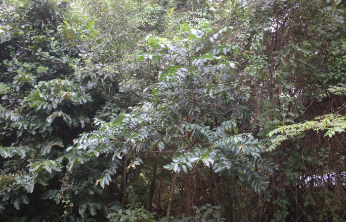 Figura 15. Planta hospedera <i>Spondias mombin</i> (Anacardiaceae), de <i>Iridopsis lurida</i>, (Geometridae). Foto, Adrian Guadamuz. 16 noviembre 2022.