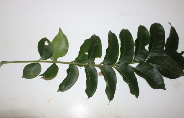 Figura 16. Planta hospedera posición hojas <i>Spondias mombin</i> (Anacardiaceae), de <i>Iridopsis lurida</i>, (Geometridae). Foto, Adrian Guadamuz. 16 noviembre 2022.