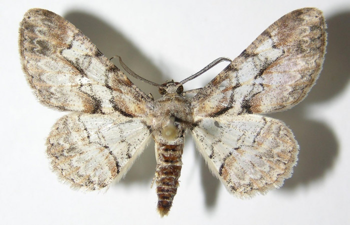 Figura 8. Adulto <i>Iridopsis lurida</i> (Geometridae), posición vista Dorsal. (01-SRNP-12360-DHJ325732).