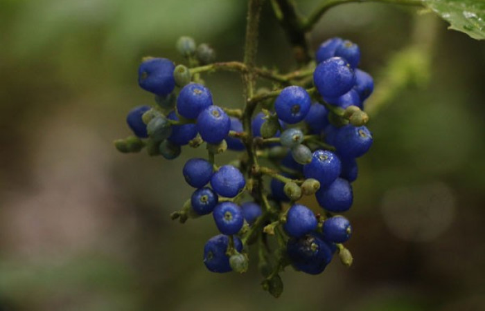 Figura. 10 Frutos en racimo, <i>Palicourea cyanococca</i>, (Rubiaceae). Area de Conservación Guanacaste, Sector Rincón Rain Forest, Cafecito, (elevación 455 metros), colectada el 28 de noviembre 2022. Foto, Jorge Hernández.