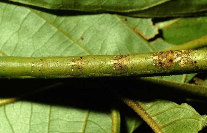 Figura. 11 Larva <i>Acrotomia mucia</i> (Geometridae), posición dorsal entero alimentándose en <i>Palicourea cyanococca</i>, (Rubiaceae). (00-SRNP-20744-DHJ63911.jpg).