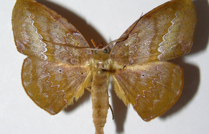 Figura. 12 Adulto <i>Acrotomia mucia</i> (Geometridae), posición vista dorsal entero. (01-SRNP-6990-DHJ325614).