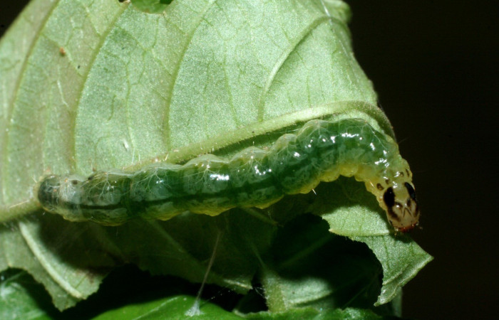 Figura. 13 Larva <i>Phostria</i> Janzen05 (Crambidae), posición dorsal entero alimentándose en <i>Palicourea cyanococca</i>, (Rubiaceae). (09-SRNP-42107-DHJ464781.jpg).