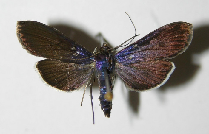 Figura. 14 Adulto <i>Phostria</i> Janzen05 (Crambidae), posición vista dorsal entero. (01-SRNP-23386-DHJ335868.).
