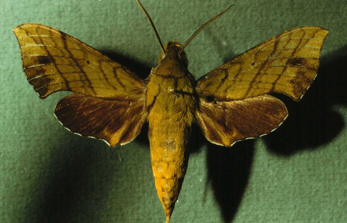 Figura. 16 Adulto <i>Xylophanes adalia</i> (Sphingidae), posición vista dorsal entero. (INBIOCRI002792239).
