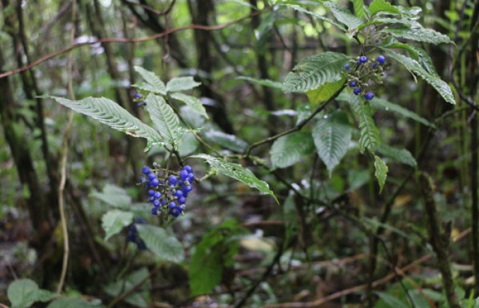 Figura. 2 Habitad, <i>Palicourea cyanococca</i>, (Rubiaceae). Area de Conservación Guanacaste. Sector Rincón Rain Forest. Cafecito, (elevación 455 metros), colectada el 28 de noviembre 2022. Foto, Jorge Hernández.
