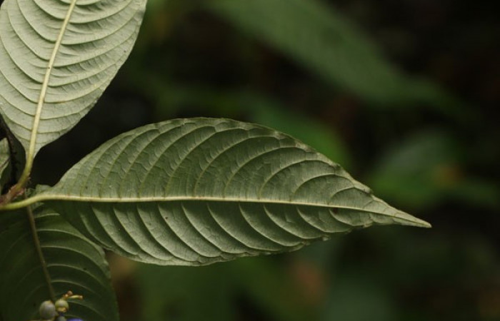 Figura. 4 Hojas envés, <i>Palicourea cyanococca</i>, (Rubiaceae). Area de Conservación Guanacaste. Sector Rincón Rain Forest. Cafecito, (elevación 455 metros), colectada el 28 de noviembre 2022. Foto, Jorge Hernández.