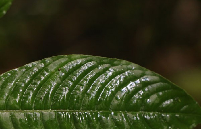 Figura. 5 Margen entero, <i>Palicourea cyanococca</i>, (Rubiaceae). Area de Conservación Guanacaste. Sector Rincón Rain Forest. Cafecito, (elevación 455 metros), colectada el 28 de noviembre 2022. Foto, Jorge Hernández.