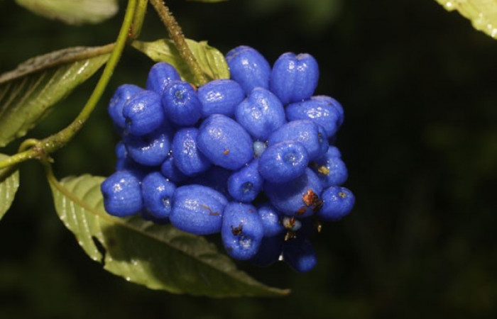 Figura. 8 Frutos en racimo, <i>Palicourea cyanococca</i>, (Rubiaceae). Area de Conservación Guanacaste, Sector Rincón Rain Forest, Cafecito, (elevación 455 metros), colectada el 28 de noviembre 2022. Foto, Jorge Hernández.