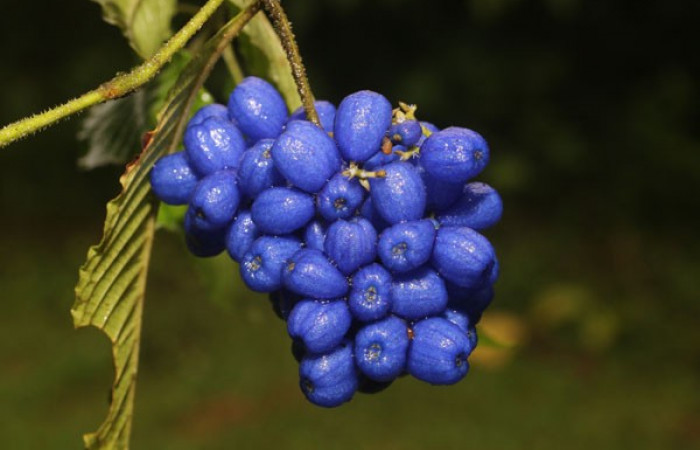 Figura. 9 Frutos en racimo, <i>Palicourea cyanococca</i>, (Rubiaceae). Area de Conservación Guanacaste, Sector Rincón Rain Forest, Cafecito, (elevación 455 metros), colectada el 28 de noviembre 2022. Foto, Jorge Hernández.