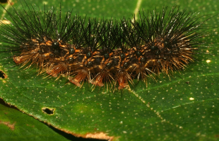 Fig. 12 Larva <i>Melese monima</i> (Erebidae), vista lateral mide 30mm. Bullas, Sector Pitilla, 440m. 10-SRNP-70767-DHJ474637.jpg