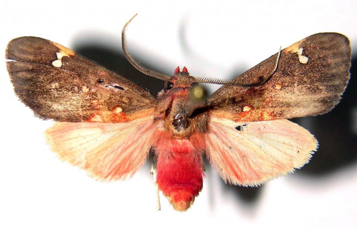 Fig. 1 Larva <i>Melese asana</i> (Erebidae), Hembra vista lateral mide 23mm. Finca San Gabriel, Sector San Cristobal, 645m. 03-SRNP-12829.1-DHJ92260.