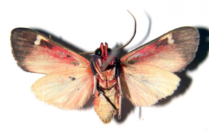 Fig. 1 Larva <i>Melese asana</i> (Erebidae), Hembra vista lateral mide 23mm. Finca San Gabriel, Sector San Cristobal, 645m. 03-SRNP-12829.1-DHJ92261.