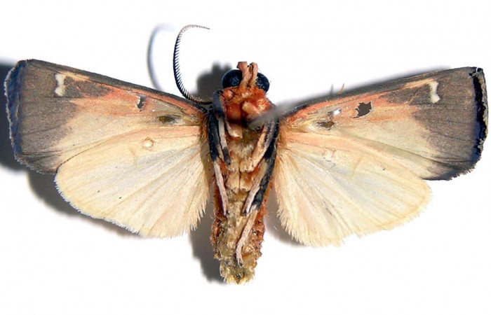 Fig. 3 Adulto <i>Melese asana</i> (Erebidae), macho vista lateral mide 26mm. Sendero Albergue Crater, Sector Rincon Rain Forest, 980m. 03-SRNP-6563-DHJ94093.