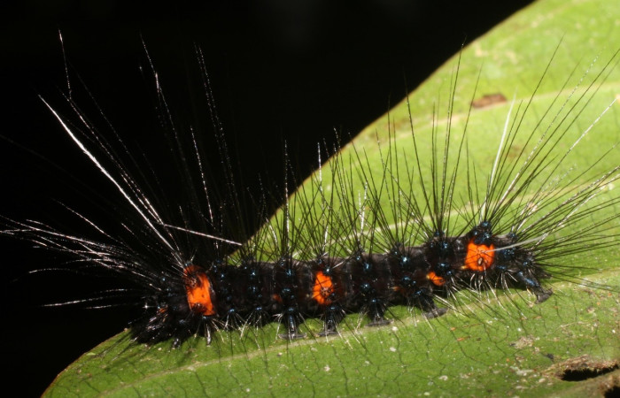 Fig. 5 Larva <i>Melese asana</i> (Erebidae), vista lateral mide 23mm. Finca San Gabriel, Sector San Cristobal, 645m.18-SRNP-1556-DHJ705260.