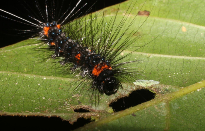 Fig. 5 Larva <i>Melese asana</i> (Erebidae), vista lateral mide 23mm. Finca San Gabriel, Sector San Cristobal, 645m.18-SRNP-1556-DHJ705261.