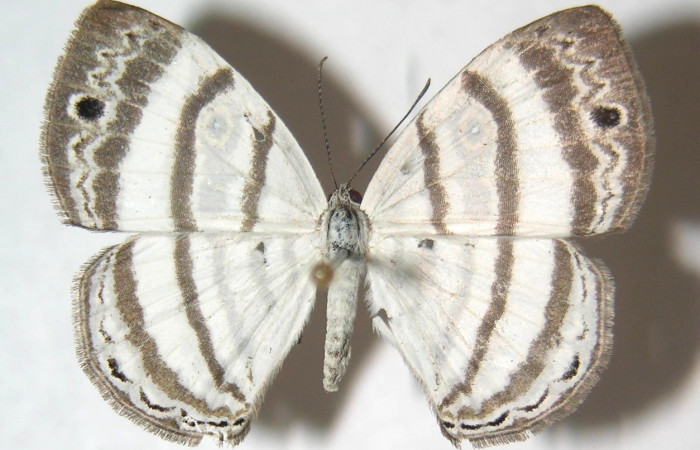 Fig.17. Adulto hembra de <i>Leucochimona molina</i> (Riodinidae), vista dorsal. Voucher: 02-SRNP-7419-DHJ359416.