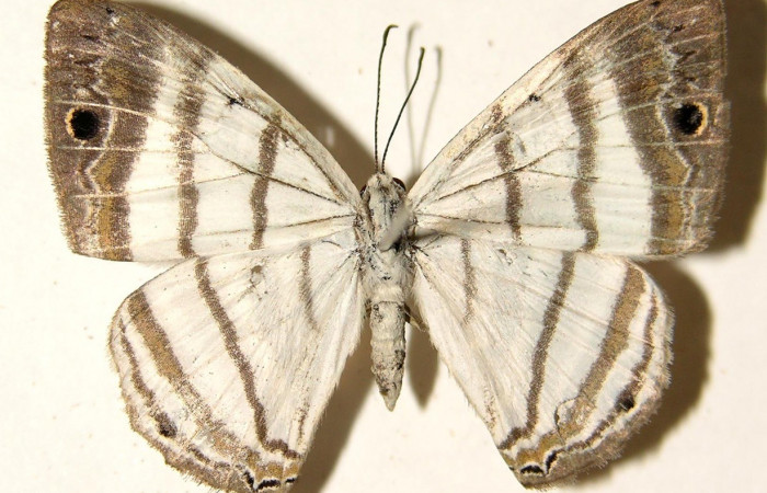 Fig.11 . Adulto macho de <i>Leucochimona iphias</i> (Riodinidae), vista dorsal. Voucher: 03-SRNP-29772-DHJ92002.