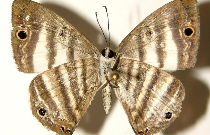 Fig.12. Adulto macho de <i>Leucochimona iphias</i> (Riodinidae), vista ventral. Voucher: 03-SRNP-29772-DHJ92003.