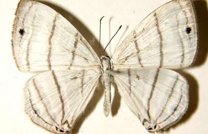 Fig.15. Adulto macho de <i>Leucochimona lepida</i> (Riodinidae), vista dorsal. Voucher: 04-SRNP-322-DHJ91996.