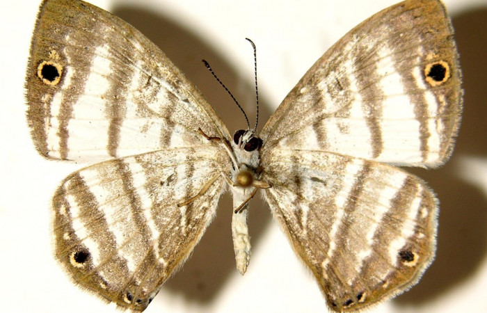 Fig.16. Adulto macho de <i>Leucochimona lepida</i> (Riodinidae), vista ventral. Voucher: 04-SRNP-322-DHJ91997.