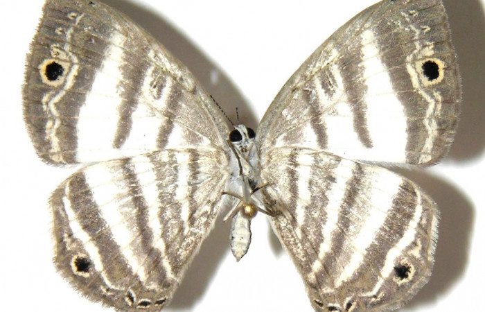 Fig.14. Adulto de <i>Leucochimona iphias</i> (Riodinidae), vista dorsal. Voucher: 04-SRNP-60929-DHJ307337.